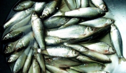 Đặc sản cá sông giá gần nửa triệu/kg